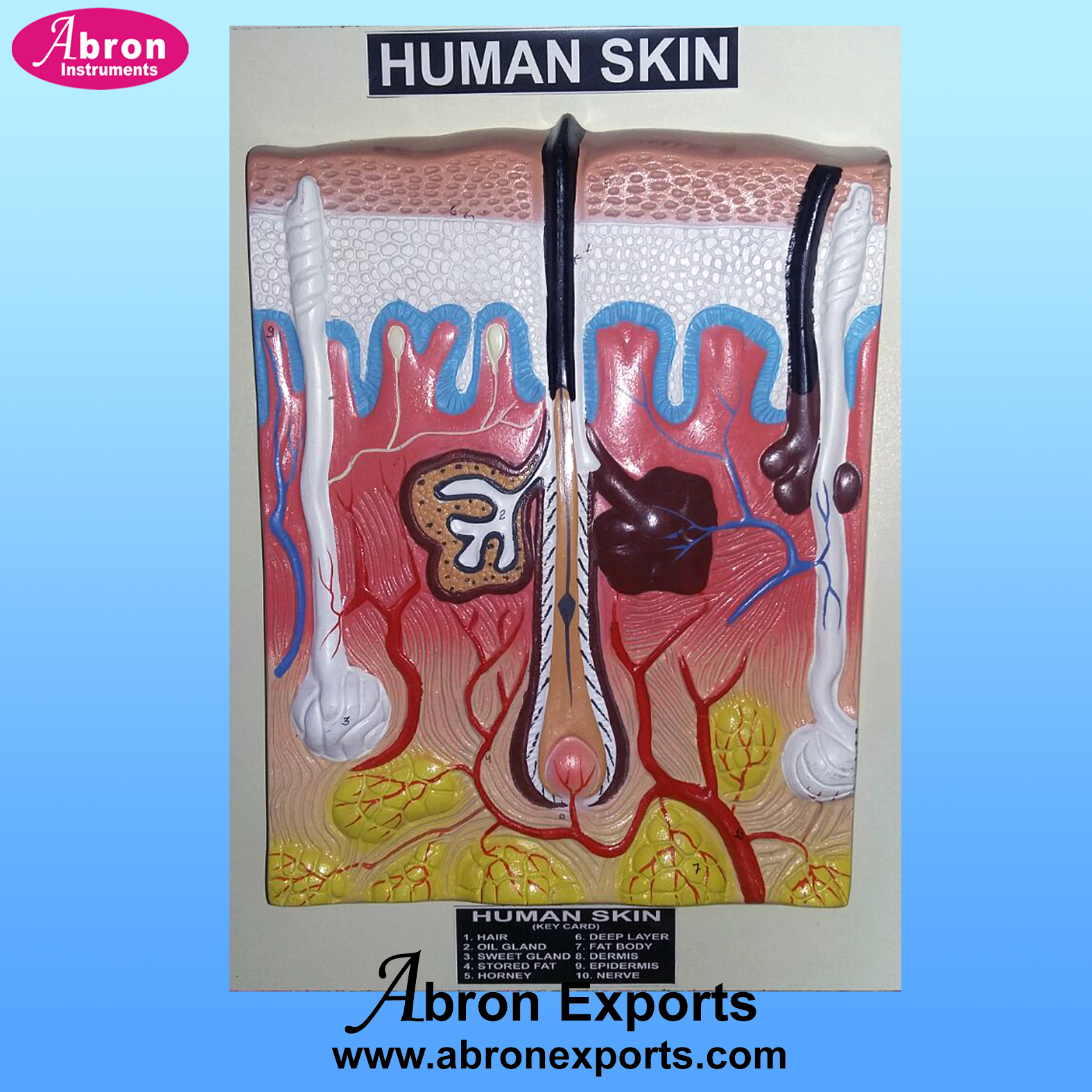 Model Human Skin Cut Section Hair Folical Swat Gland Fat Cell Subcutaneous with Keycard Abron AB-124B 